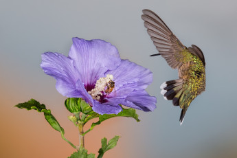 Картинка животные колибри птичка