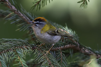 Картинка животные птицы птичка