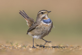 Картинка животные птицы птичка