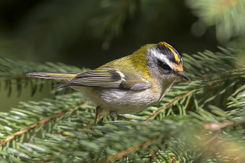 Картинка животные птицы птичка