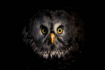 Картинка животные совы птичка