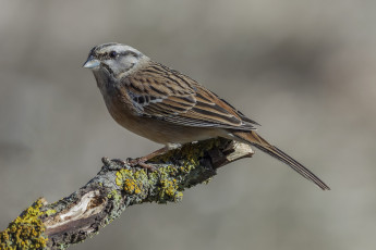 обоя животные, воробьи, птичка