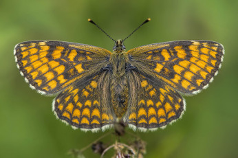 Картинка животные бабочки +мотыльки +моли бабочка