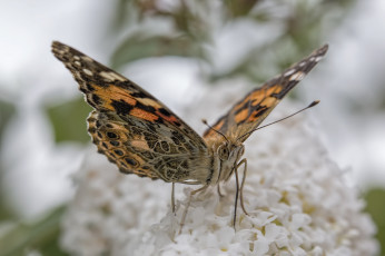 Картинка животные бабочки +мотыльки +моли бабочка