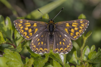 Картинка животные бабочки +мотыльки +моли бабочка
