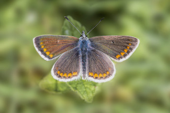 Картинка животные бабочки +мотыльки +моли бабочка