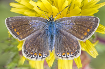 Картинка животные бабочки +мотыльки +моли бабочка