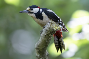 Картинка животные дятлы птичка