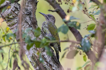 Картинка животные дятлы птичка