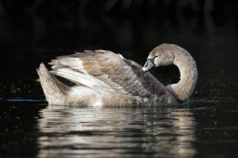 Картинка животные лебеди птичка