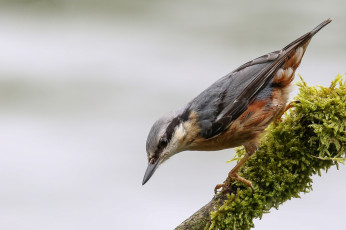Картинка животные поползни птичка