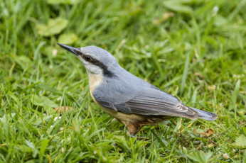 Картинка животные поползни птичка
