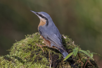 Картинка животные поползни птичка