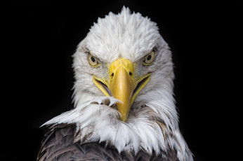 Картинка животные птицы+-+хищники птичка