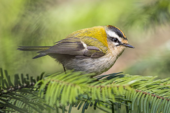 Картинка животные птицы птичка