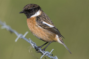 Картинка животные птицы птичка