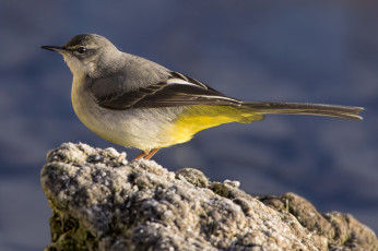 Картинка животные птицы птичка