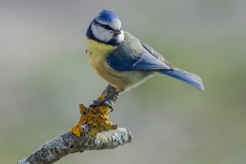 Картинка животные синицы +лазоревки птичка