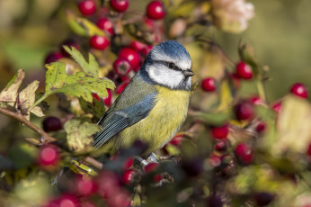 Картинка животные синицы +лазоревки птичка