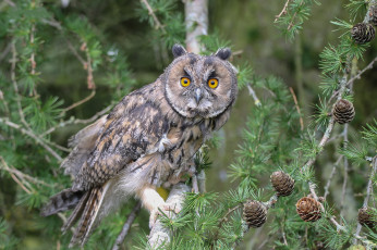 Картинка животные совы птичка