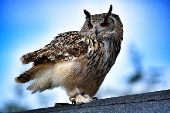 Картинка животные совы птичка