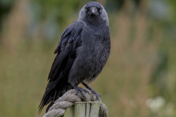 Картинка животные вороны +грачи +галки птичка