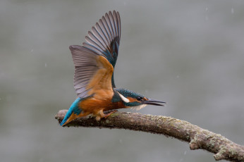 Картинка животные зимородки птичка