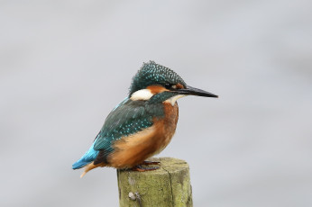 Картинка животные зимородки птичка