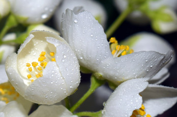 Картинка цветы жасмин макро