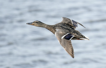 Картинка животные утки птичка