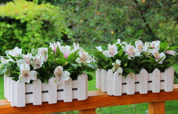 Картинка цветы альстромерия красота букет декорация лето