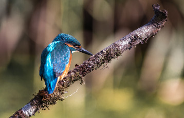 Картинка животные зимородки птичка