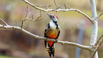 Картинка животные дятлы птичка