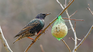 Картинка животные птицы птичка