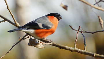 Картинка животные снегири птичка
