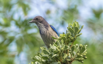 Картинка животные птицы птичка