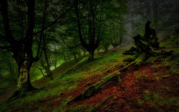 Картинка природа лес ночь