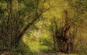 Картинка природа лес простор