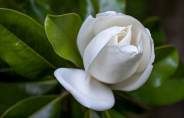 Картинка цветы гардения бутон макро белый