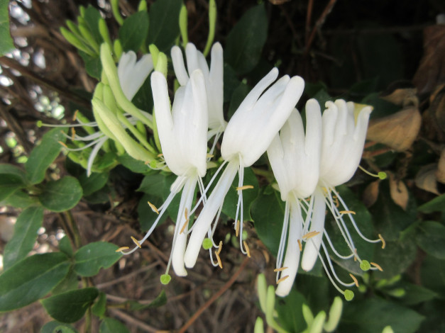 Обои картинки фото цветы, цветущие деревья ,  кустарники, куст