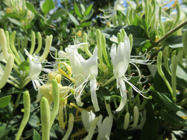 Обои картинки фото цветы, цветущие деревья ,  кустарники, куст