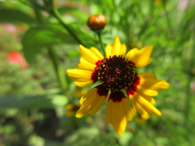 Обои картинки фото цветы, гелениум, цвток, макро