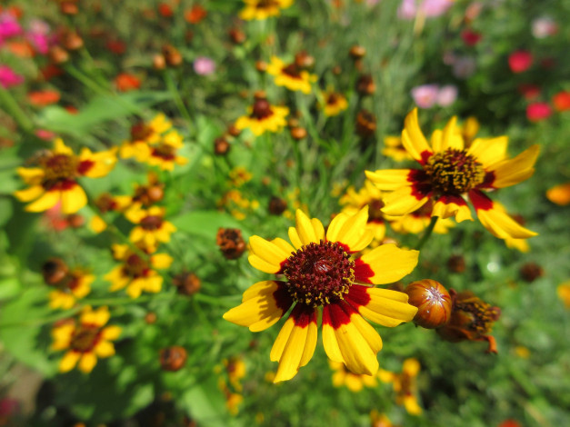 Обои картинки фото цветы, гелениум, жёлтые, макро