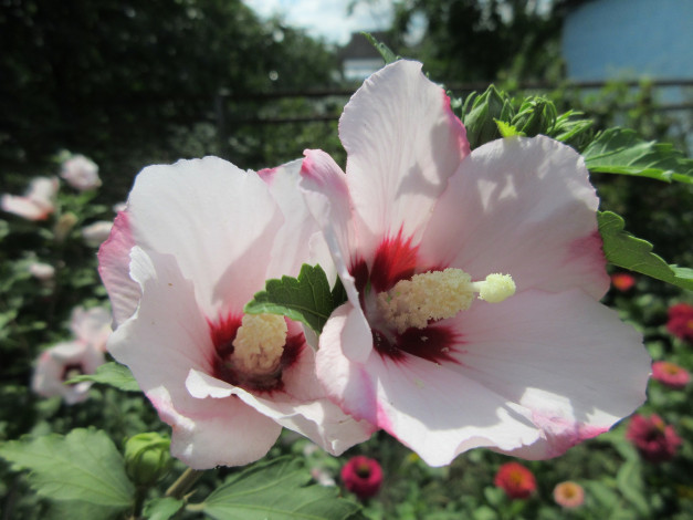 Обои картинки фото цветы, гибискусы