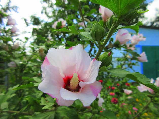 Обои картинки фото цветы, гибискусы, белые