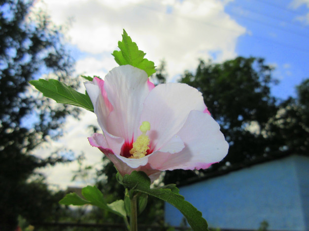 Обои картинки фото цветы, гибискусы, белый