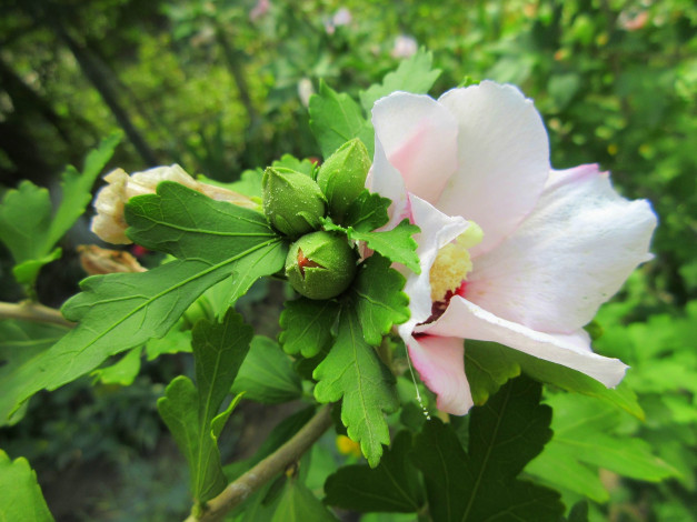 Обои картинки фото цветы, гибискусы, белый