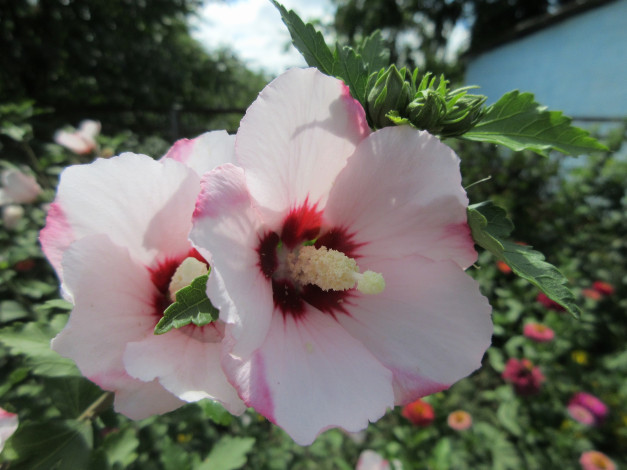 Обои картинки фото цветы, гибискусы, пара