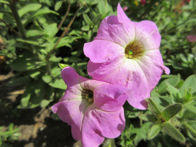 Обои картинки фото цветы, петунии,  калибрахоа, сиреневая, петунья