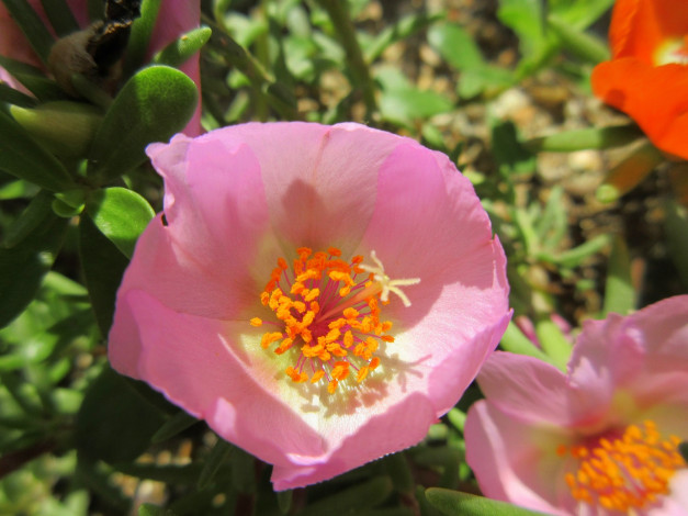 Обои картинки фото цветы, портулак, солонец